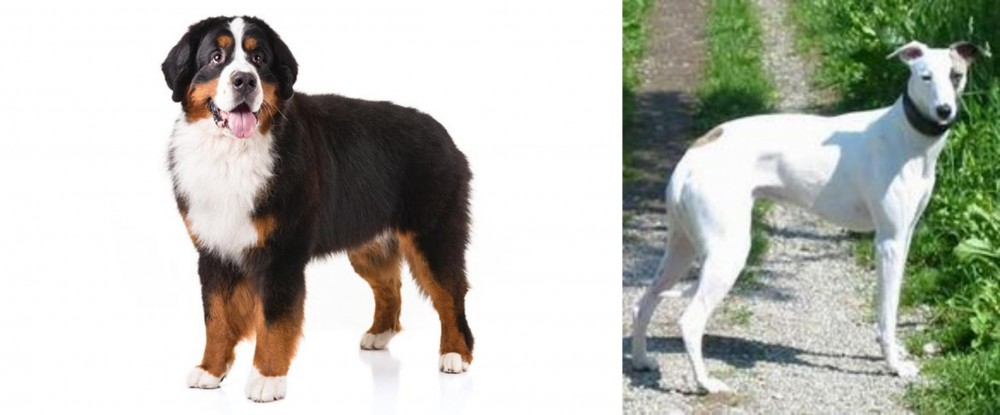 Kaikadi vs Bernese Mountain Dog - Breed Comparison