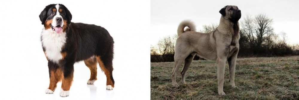 Kangal Dog vs Bernese Mountain Dog - Breed Comparison
