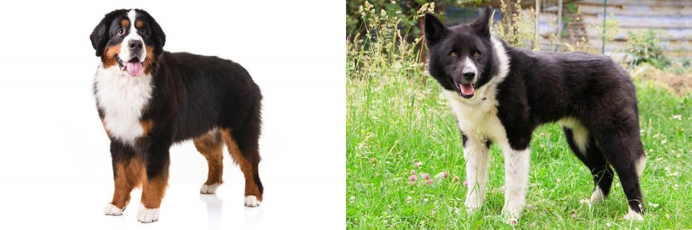 Karelian Bear Dog vs Bernese Mountain Dog - Breed Comparison
