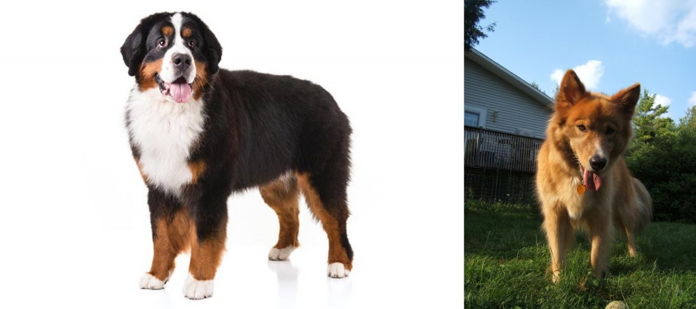 Karelo-Finnish Laika vs Bernese Mountain Dog - Breed Comparison