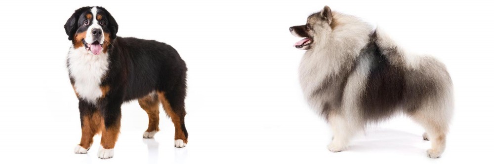 Keeshond vs Bernese Mountain Dog - Breed Comparison