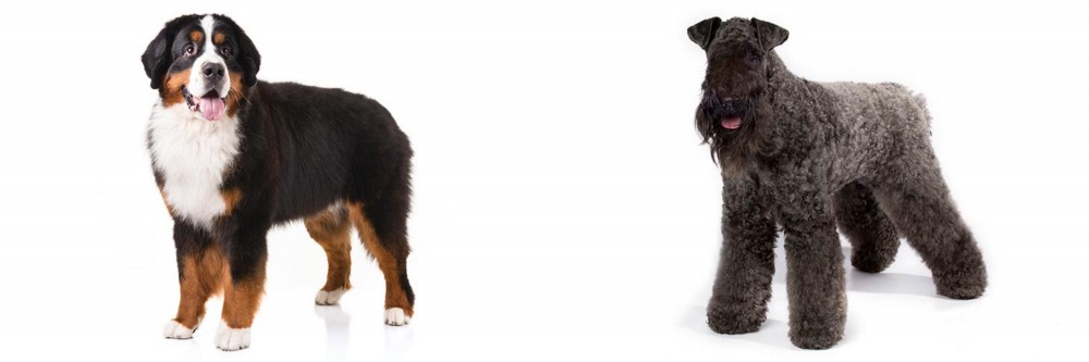 Kerry Blue Terrier vs Bernese Mountain Dog - Breed Comparison