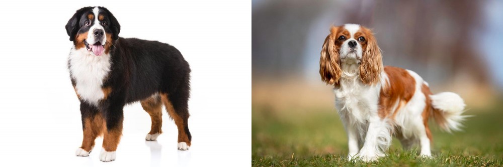 King Charles Spaniel vs Bernese Mountain Dog - Breed Comparison
