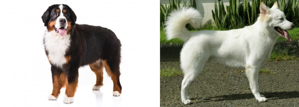 Kintamani vs Bernese Mountain Dog - Breed Comparison