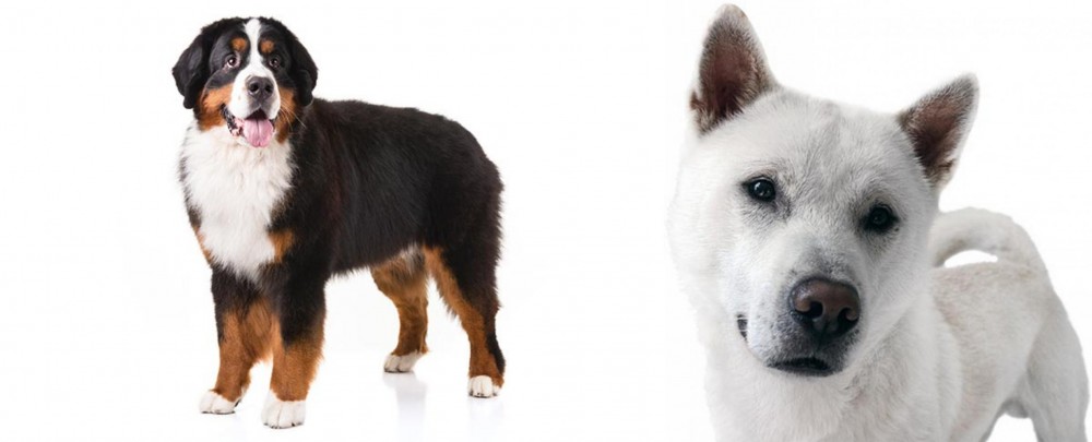 Kishu vs Bernese Mountain Dog - Breed Comparison