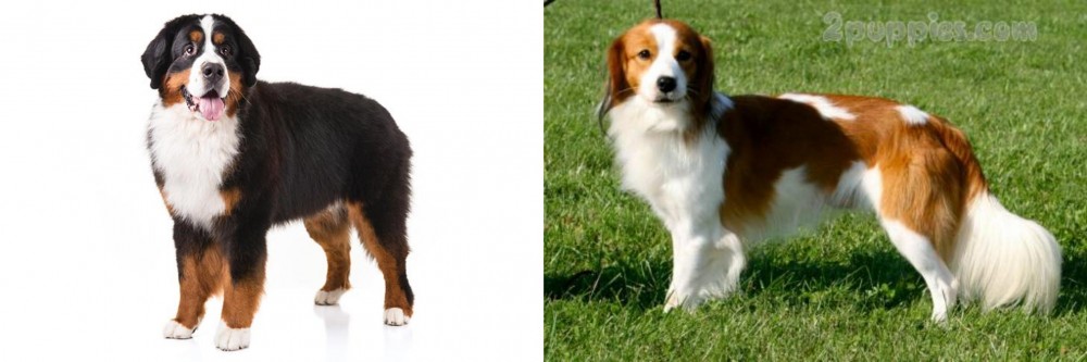 Kooikerhondje vs Bernese Mountain Dog - Breed Comparison