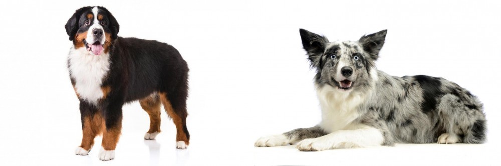 Koolie vs Bernese Mountain Dog - Breed Comparison