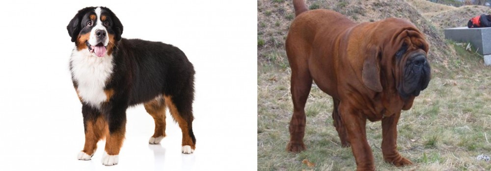 Korean Mastiff vs Bernese Mountain Dog - Breed Comparison