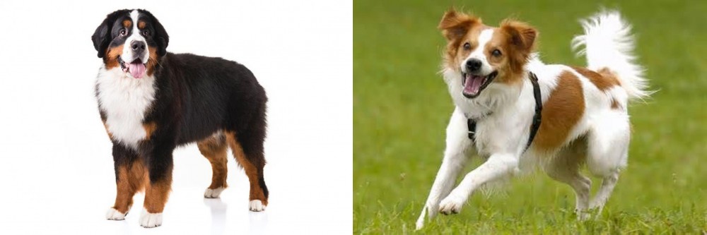 Kromfohrlander vs Bernese Mountain Dog - Breed Comparison