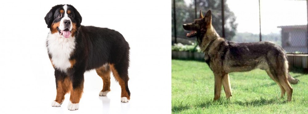 Kunming Dog vs Bernese Mountain Dog - Breed Comparison