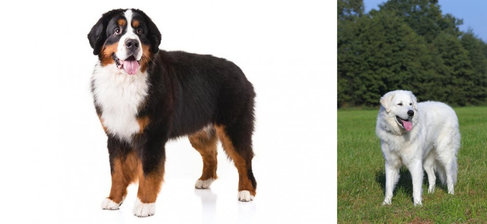 Kuvasz vs Bernese Mountain Dog - Breed Comparison