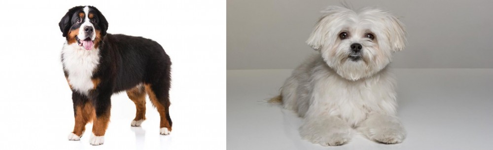 Kyi-Leo vs Bernese Mountain Dog - Breed Comparison