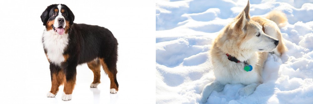 Labrador Husky vs Bernese Mountain Dog - Breed Comparison