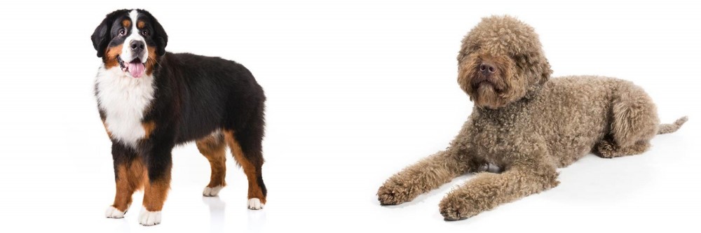 Lagotto Romagnolo vs Bernese Mountain Dog - Breed Comparison
