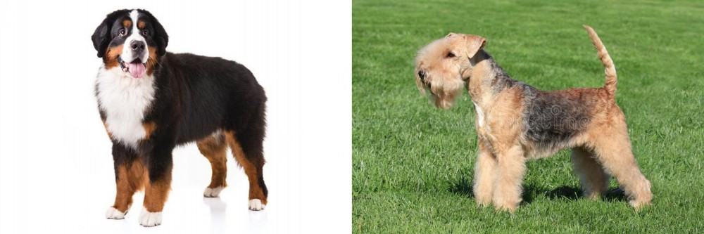 Lakeland Terrier vs Bernese Mountain Dog - Breed Comparison
