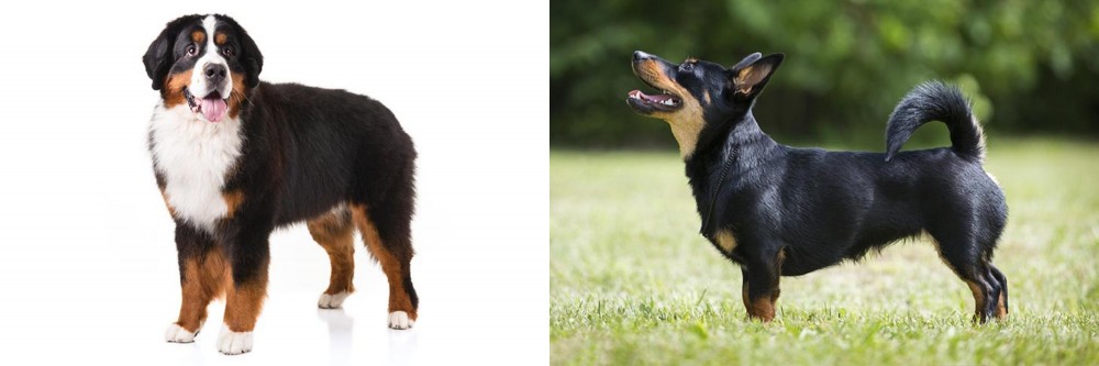 Lancashire Heeler vs Bernese Mountain Dog - Breed Comparison