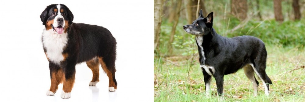 Lapponian Herder vs Bernese Mountain Dog - Breed Comparison