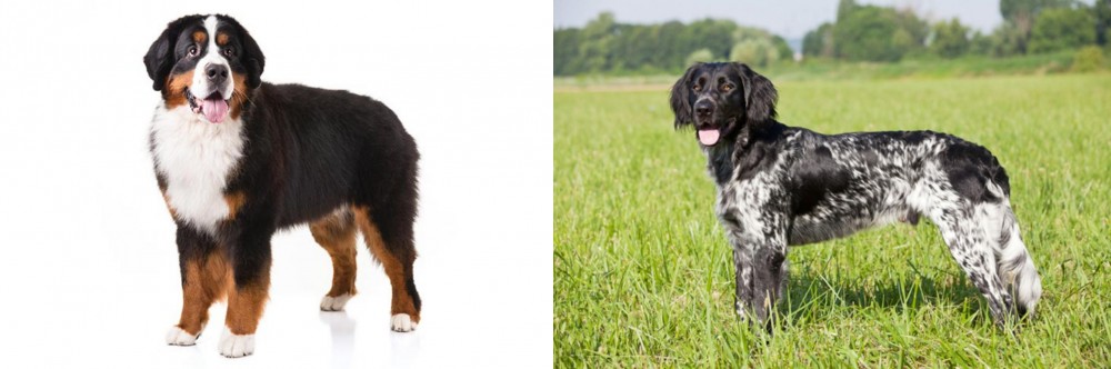 Large Munsterlander vs Bernese Mountain Dog - Breed Comparison