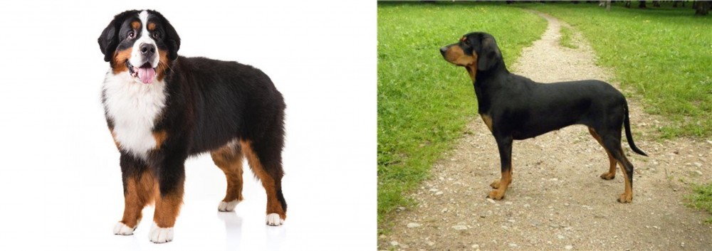 Latvian Hound vs Bernese Mountain Dog - Breed Comparison