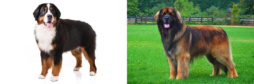 Leonberger vs Bernese Mountain Dog - Breed Comparison