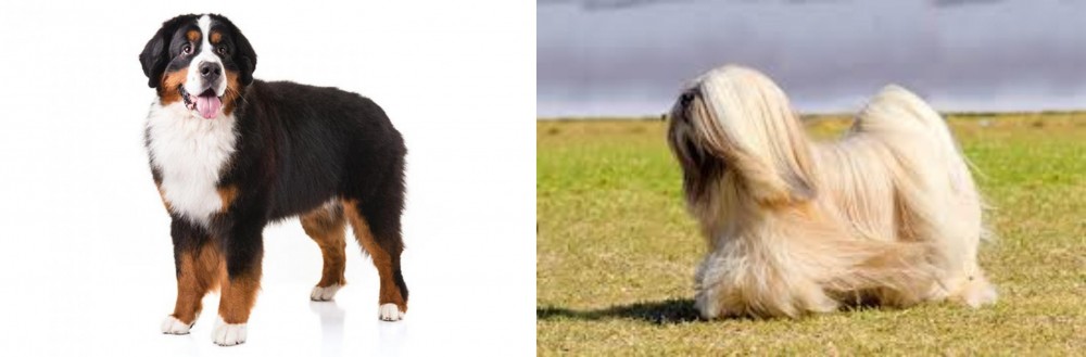 Lhasa Apso vs Bernese Mountain Dog - Breed Comparison