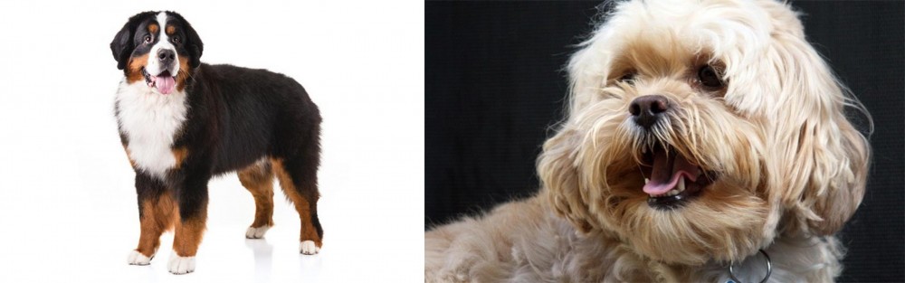 Lhasapoo vs Bernese Mountain Dog - Breed Comparison