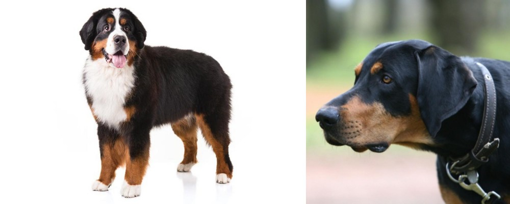 Lithuanian Hound vs Bernese Mountain Dog - Breed Comparison