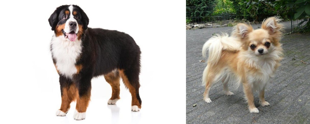 Long Haired Chihuahua vs Bernese Mountain Dog - Breed Comparison