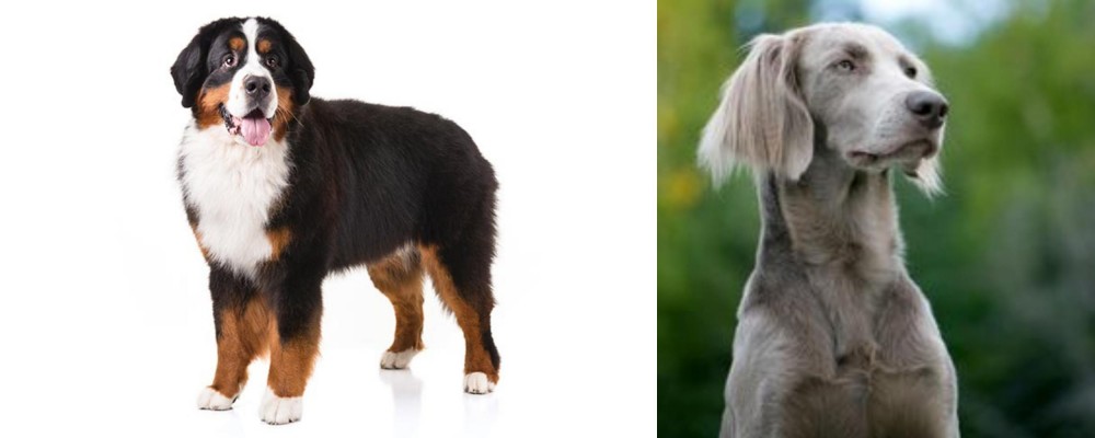 Longhaired Weimaraner vs Bernese Mountain Dog - Breed Comparison