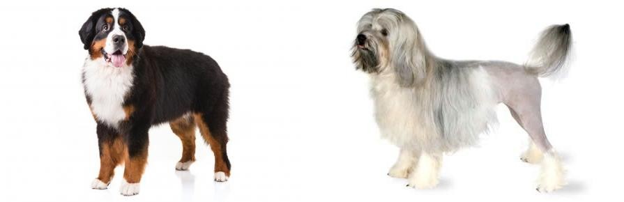Lowchen vs Bernese Mountain Dog - Breed Comparison