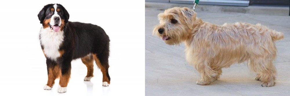 Lucas Terrier vs Bernese Mountain Dog - Breed Comparison