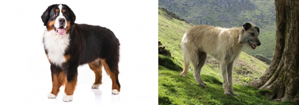 Lurcher vs Bernese Mountain Dog - Breed Comparison