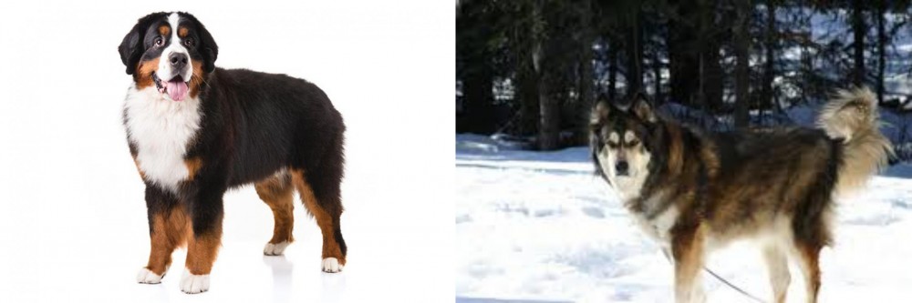 Mackenzie River Husky vs Bernese Mountain Dog - Breed Comparison