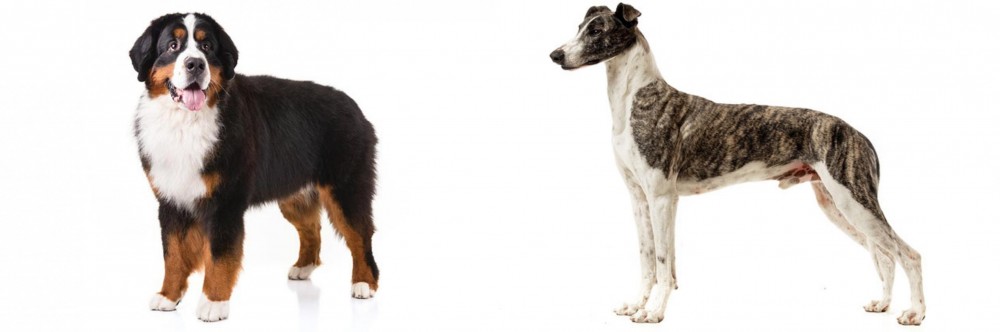 Magyar Agar vs Bernese Mountain Dog - Breed Comparison