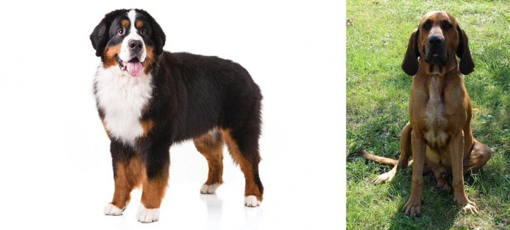 Majestic Tree Hound vs Bernese Mountain Dog - Breed Comparison