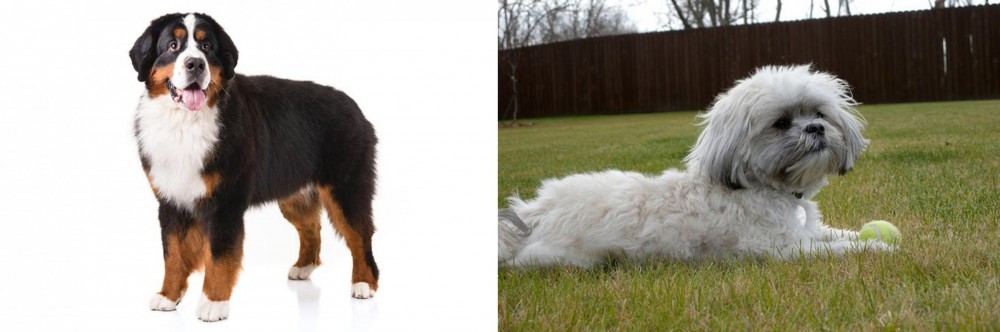 Mal-Shi vs Bernese Mountain Dog - Breed Comparison