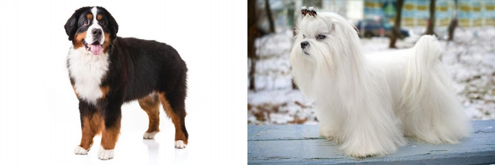 Maltese vs Bernese Mountain Dog - Breed Comparison