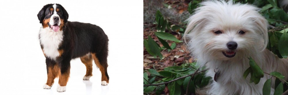 Malti-Pom vs Bernese Mountain Dog - Breed Comparison