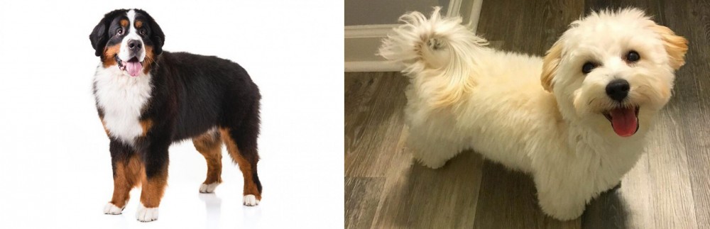 Maltipoo vs Bernese Mountain Dog - Breed Comparison