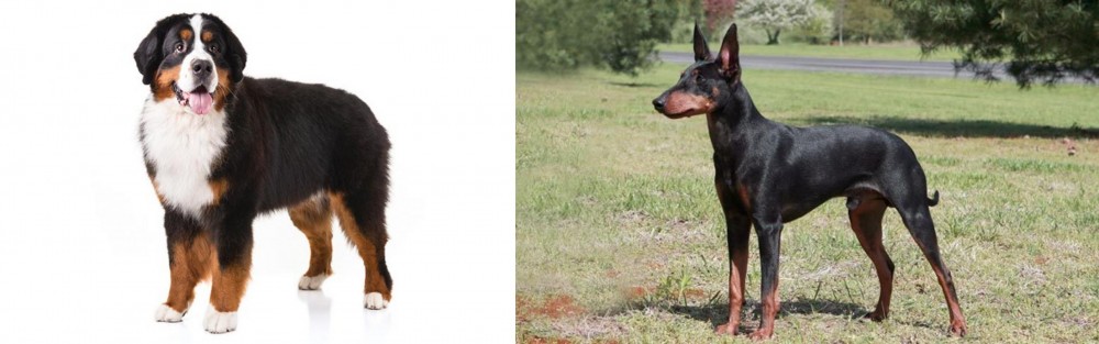 Manchester Terrier vs Bernese Mountain Dog - Breed Comparison