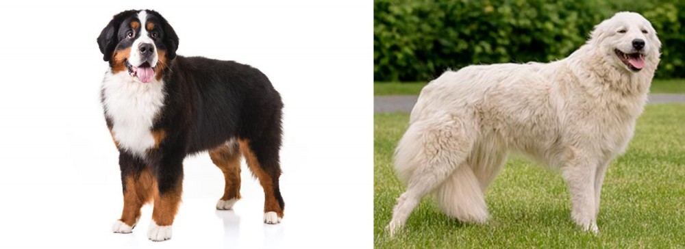 Maremma Sheepdog vs Bernese Mountain Dog - Breed Comparison