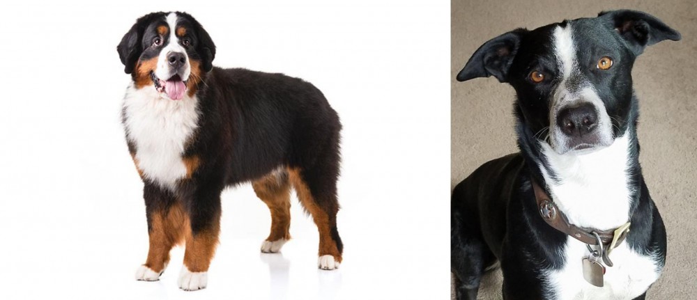 McNab vs Bernese Mountain Dog - Breed Comparison