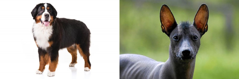 Mexican Hairless vs Bernese Mountain Dog - Breed Comparison