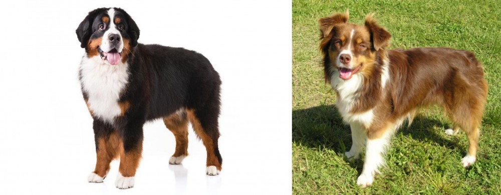 Miniature Australian Shepherd vs Bernese Mountain Dog - Breed Comparison