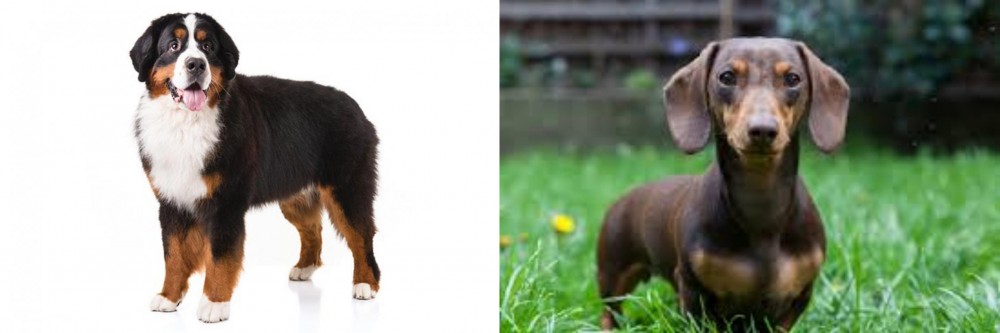 Miniature Dachshund vs Bernese Mountain Dog - Breed Comparison