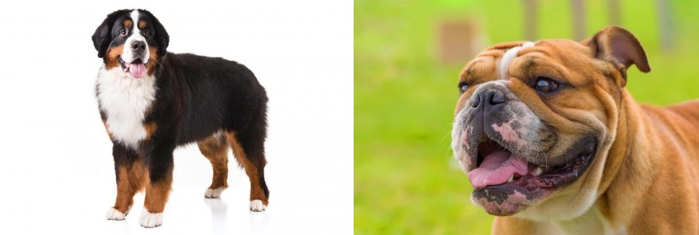 Miniature English Bulldog vs Bernese Mountain Dog - Breed Comparison