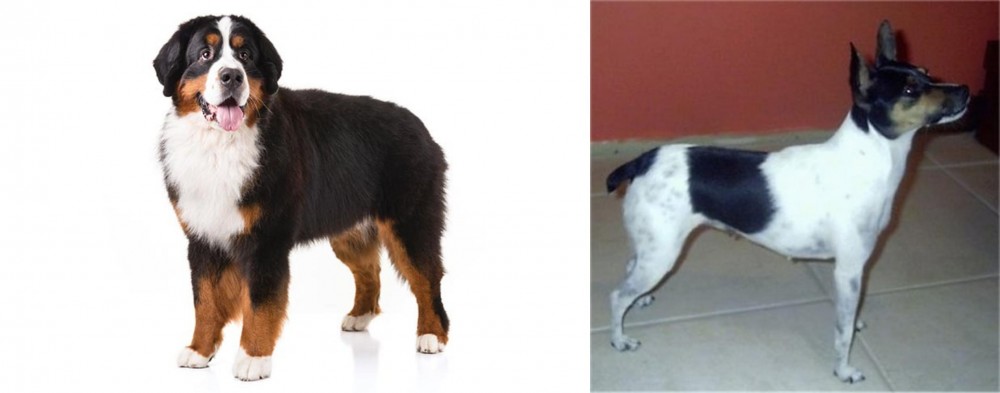 Miniature Fox Terrier vs Bernese Mountain Dog - Breed Comparison