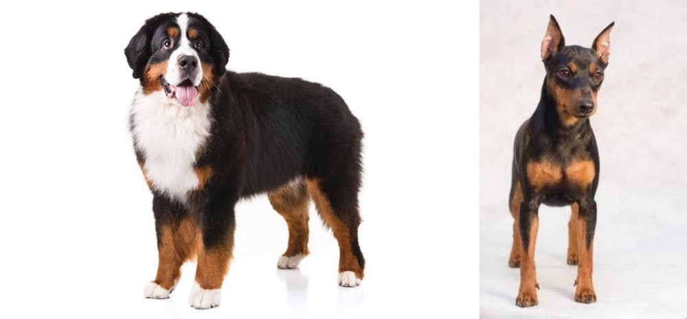 Miniature Pinscher vs Bernese Mountain Dog - Breed Comparison