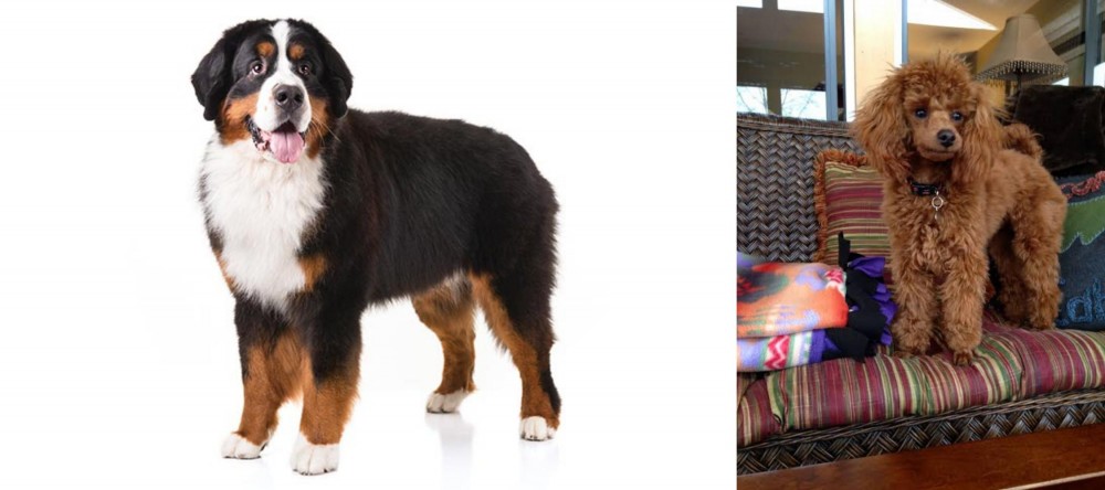Miniature Poodle vs Bernese Mountain Dog - Breed Comparison