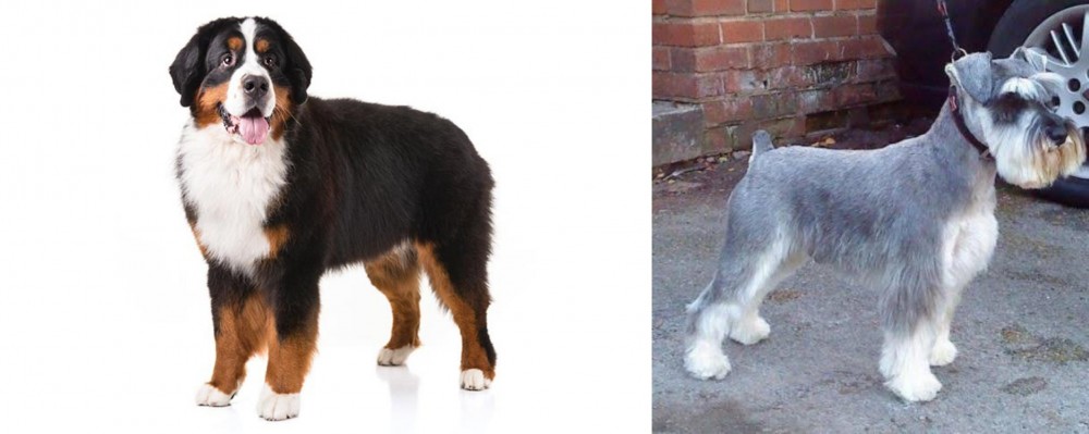 Miniature Schnauzer vs Bernese Mountain Dog - Breed Comparison